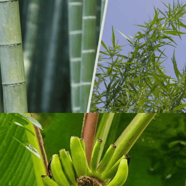 NATURAL FIBERS: HEMP- BANANA- BAMBOO- CORN