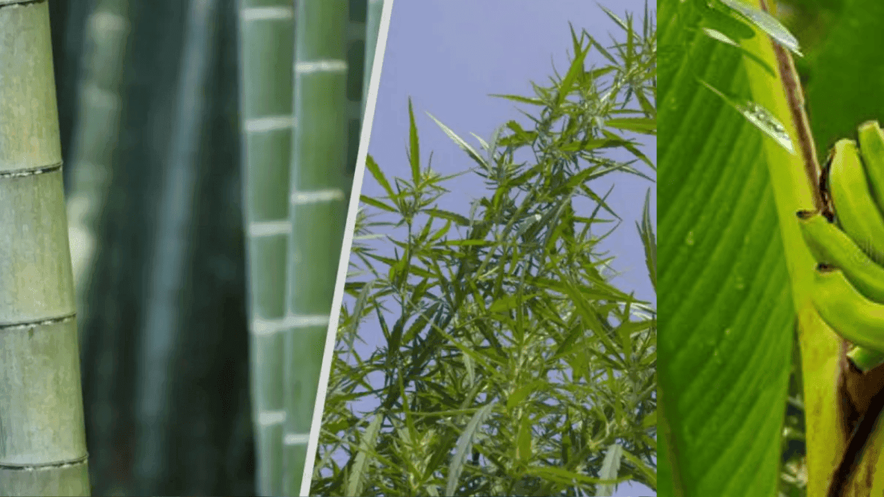  NATURAL FIBERS: HEMP- BANANA- BAMBOO- CORN