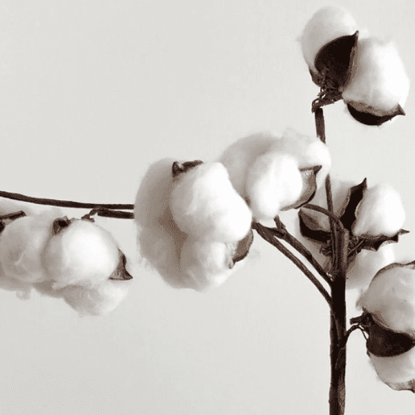 ORGANIC KHADI COTTON